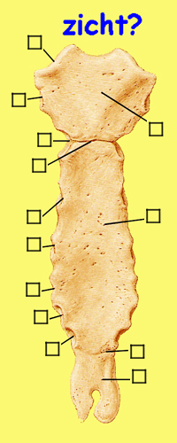 sternum